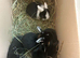 Lop babies mixed litter