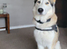 Beautiful siberian husky boy