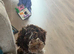 Cockapoo
