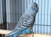 Rare (Last) bf male budgie