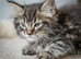 Chunky pure breed Mainecoon kittens ready now