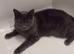 Lovely British shorthair male