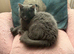 Rogdoll kitten cross british blue