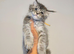 tica registered females mainecoon shaded line