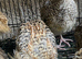 Jumbo quails