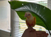 Handreared talking  lutino conure for sale