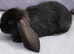 Cute French x Mini Lop Ready to Go. Must Read Pls!!!