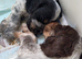 Show cocker puppies