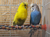 Breeding pair of budgies