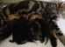 Kittens half Bengal half domestic mum and dad last picture
