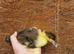 Muscovie ducklings available