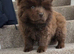 chow chow puppies