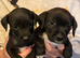 Patterjack puppies