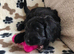 Exquisite cockapoo puppies from Health tested parents