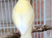 2 well bred raza canerys this year's birds