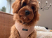 Cavapoo boy