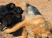 READY NOW – Stunning Full Pedigree German Shepherd Puppies