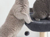 Two Beautiful British Shorthair Kittens