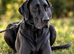 KC REGISTERED GREAT DANE PUPPIES NORTHAMPTON