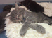Maine coon