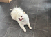 Beautiful Purebred Pomeranian Boy - 2 Years Old - With Pedigree & Passport