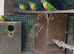Conures