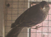 2026 mexican house Finches.