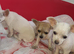 Chihuahua pups