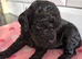 KC registered miniature poodle for STUD