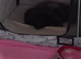 Registered pedigree Persian
