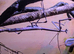 African Cat Eye Mantis & Horsehead Grasshoppers