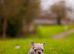 French bulldogs