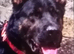 Kc reg proven big boned gsd