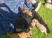 5 loving cockapoos