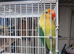Parablue/ yf turquoise fischer lovebirds