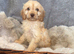 Beautiful F1 Cavapoo Puppies