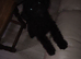 Need to re-home puppy