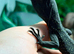 Black Tree Monitor (Varanus Beccarii)