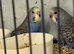 Baby budgies