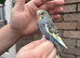 Budgies available 2x boys 1x girl