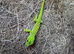Beautiful Madagascan giant day geckos for sale