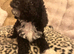 4 Stunning cockapoo puppies