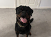 Rottweiler For Rehome