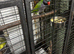 Lord Derbyan Male With Large Cage