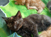 Beautiful kittens available now