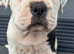 Old tyme x American bulldog pup dog