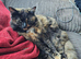 Tortie for sale 2 year old
