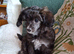 Papipoo puppies