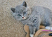 British shorthair carrier Himalayan gene in Bristol with GCCF