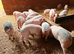 Saddleback cross Welsh weaners